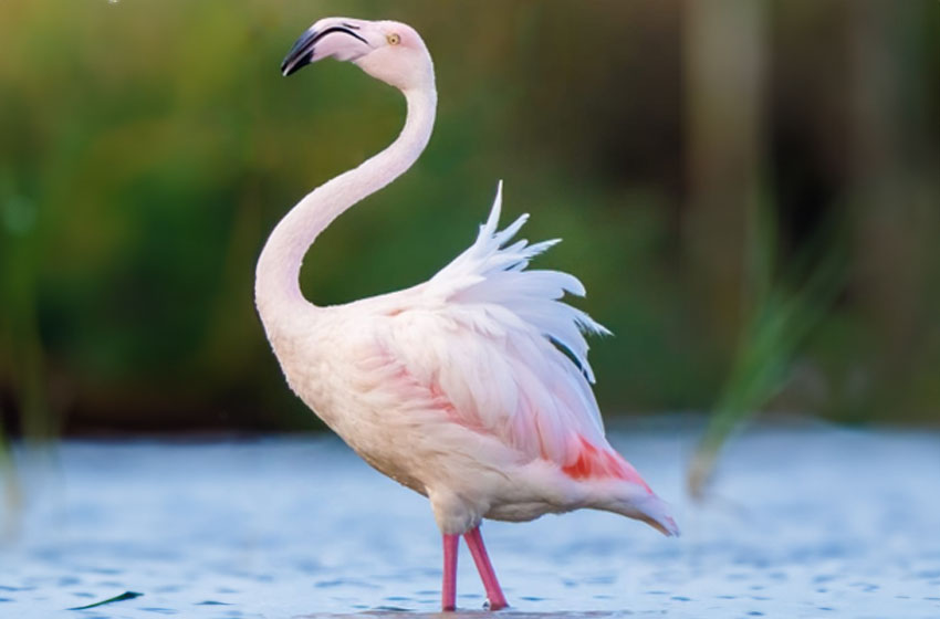 OSTIA: Oasi Lipu CHM. Birdwatching alla scoperta degli uccelli